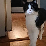 Chips is registered to the contest to win money with this photo: cat, black_and_white, indoor, wooden_floor, curious, pet, animal, feline, looking, standing, floor, domestic, whiskers, ears, tail, home, cute, fur, four_legs, close_up