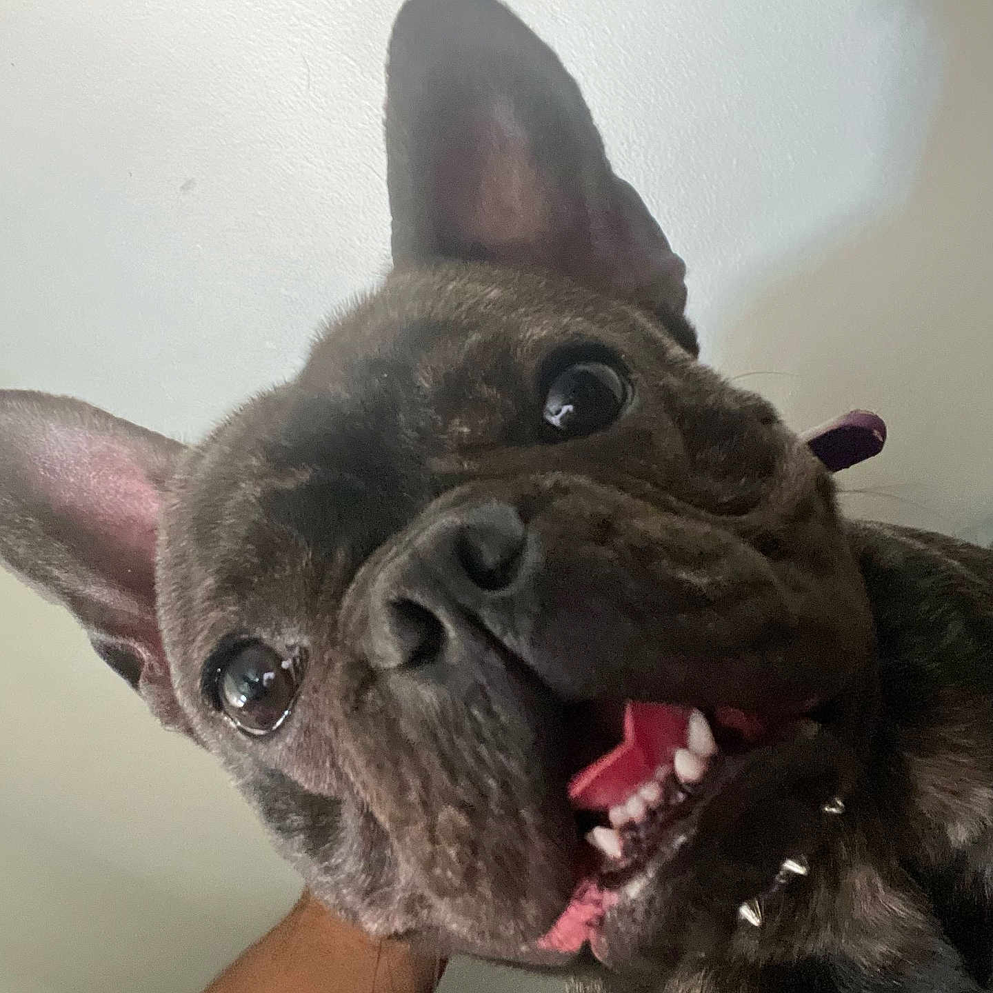 Lola