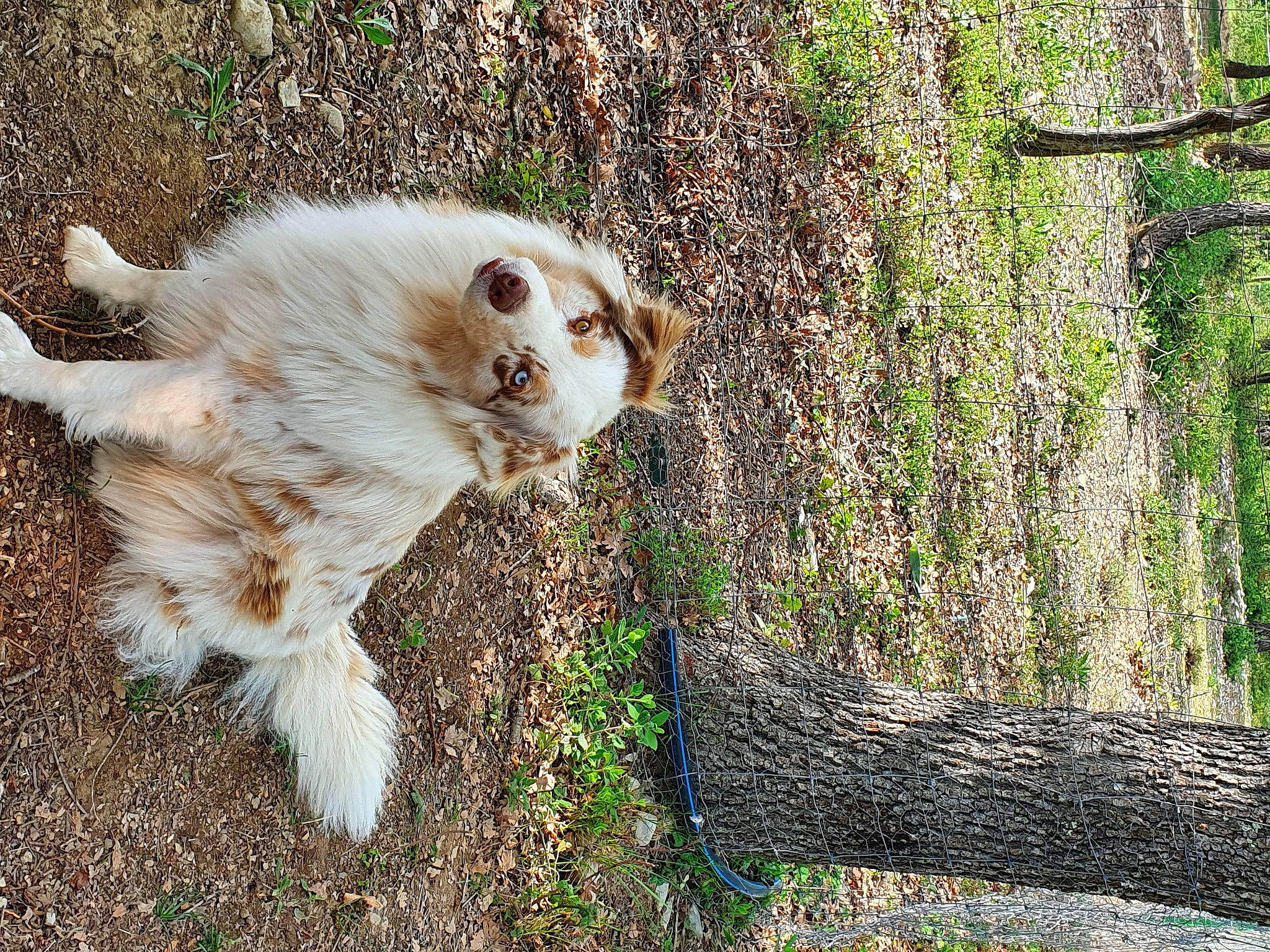 Maya a rejoint le concours — aidez-le/la à gagner de superbes lots ! canidae, carnivore, cat, companion_dog, european_shorthair, fawn, felidae, fur, grass, mammal, plant, small_to_medium_sized_cats, sporting_group, tail, tree, trunk, vertebrate, whiskers, wood
