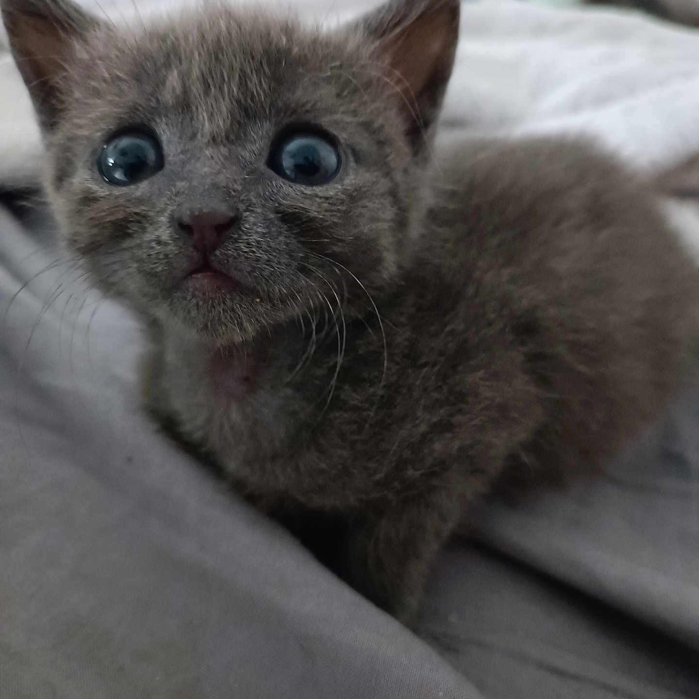 Souris a rejoint le concours — aidez-le/la à gagner de superbes lots ! cat, kitten, gray_cat, blue_eyes, wide_eyes, animal, pet, fur, whiskers, ears, nose, face, close_up, portrait, indoors, bed, blanket, cozy, sleeping_area, curious