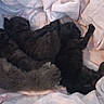 Souris participe au concours pour gagner de l'argent avec cette photo : kittens, cats, black_cat, brown_cat, sleeping, cuddling, litter, animals, fur, whiskers, ears, paws, blanket, bedding, cozy, indoors, pet, newborn, resting, cute