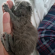 Souris participe au concours pour gagner de l'argent avec cette photo : kitten, cat, animal, furry, gray_fur, tiny, newborn, paw, claws, whiskers, sleepy, hand, human, close_up, indoor, bed, bedding, plaid, cozy, pet