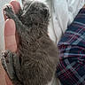 kitten, cat, animal, furry, gray_fur, tiny, newborn, paw, claws, whiskers, sleepy, hand, human, close_up, indoor, bed, bedding, plaid, cozy, pet