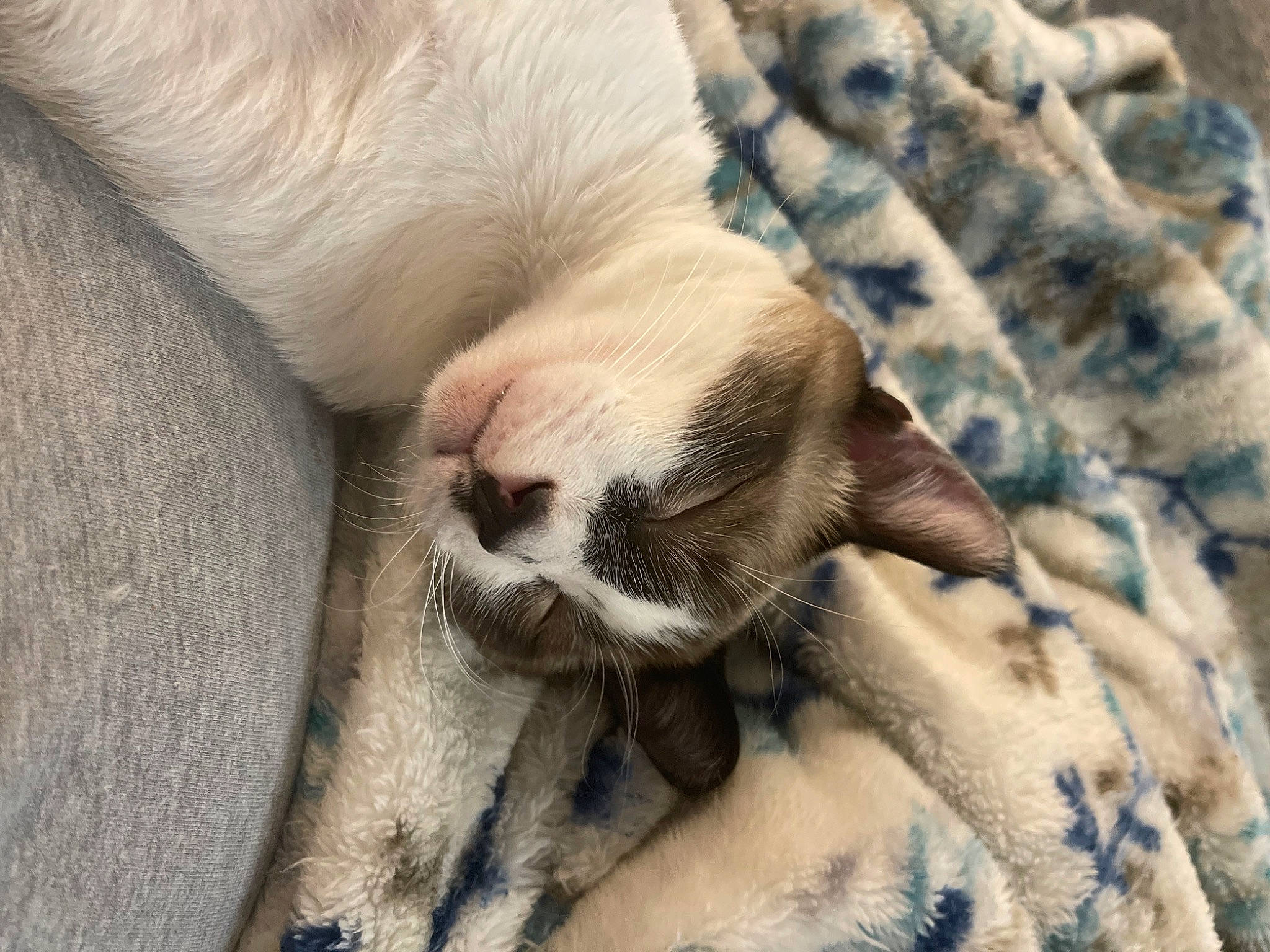 Luca joined the competition — help win amazing prizes! carnivore, cat, claw, comfort, companion_dog, dog_breed, fawn, felidae, foot, fur, grey, linens, pattern, paw, plaid, small_to_medium_sized_cats, tail, terrestrial_animal, vertebrate, whiskers