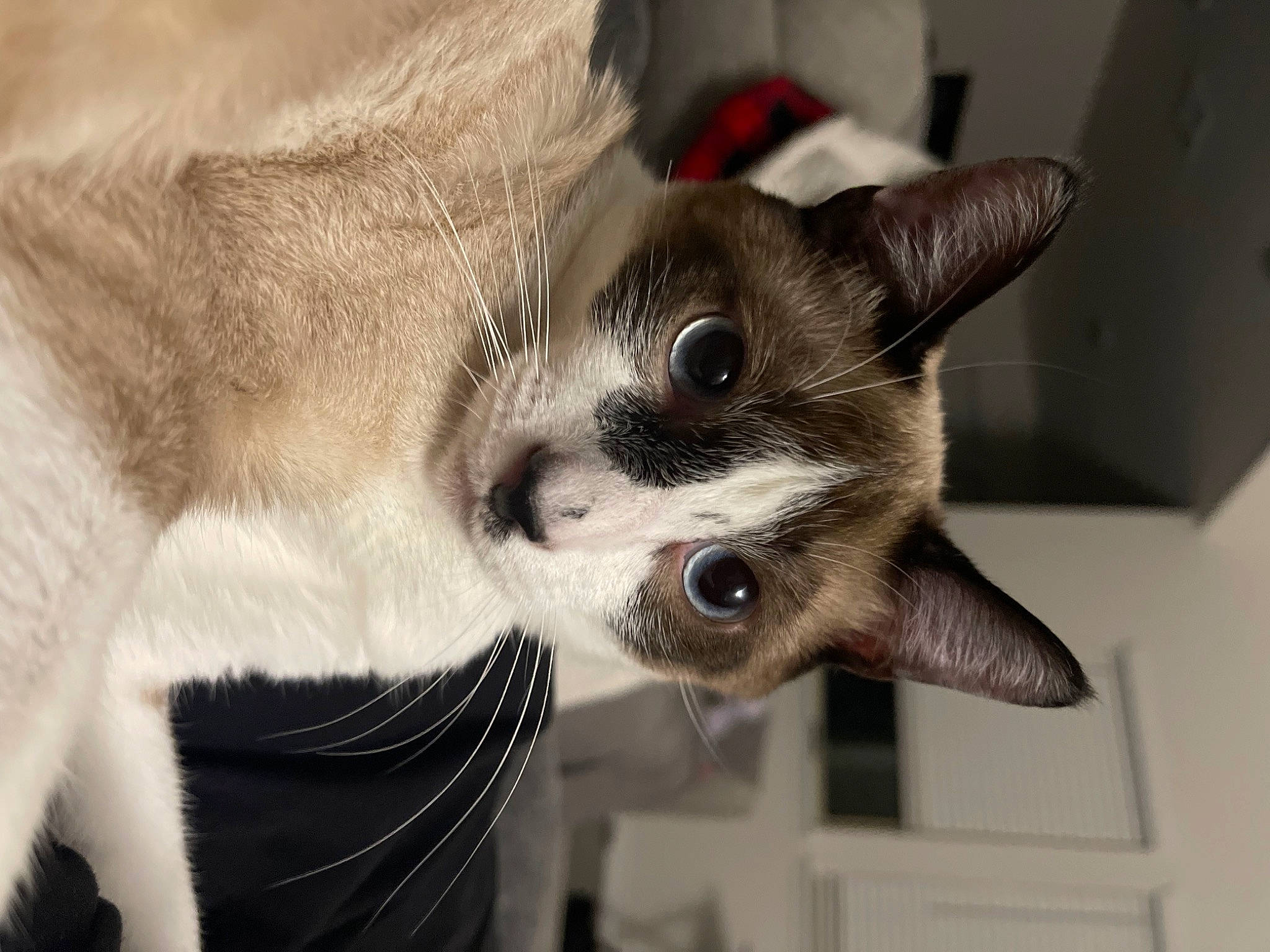 Luca joined the competition — help win amazing prizes! canidae, carnivore, cat, cat_furniture, claw, comfort, domestic_short_haired_cat, ear, fawn, felidae, fur, monochrome_photography, paw, small_to_medium_sized_cats, snout, tail, whiskers