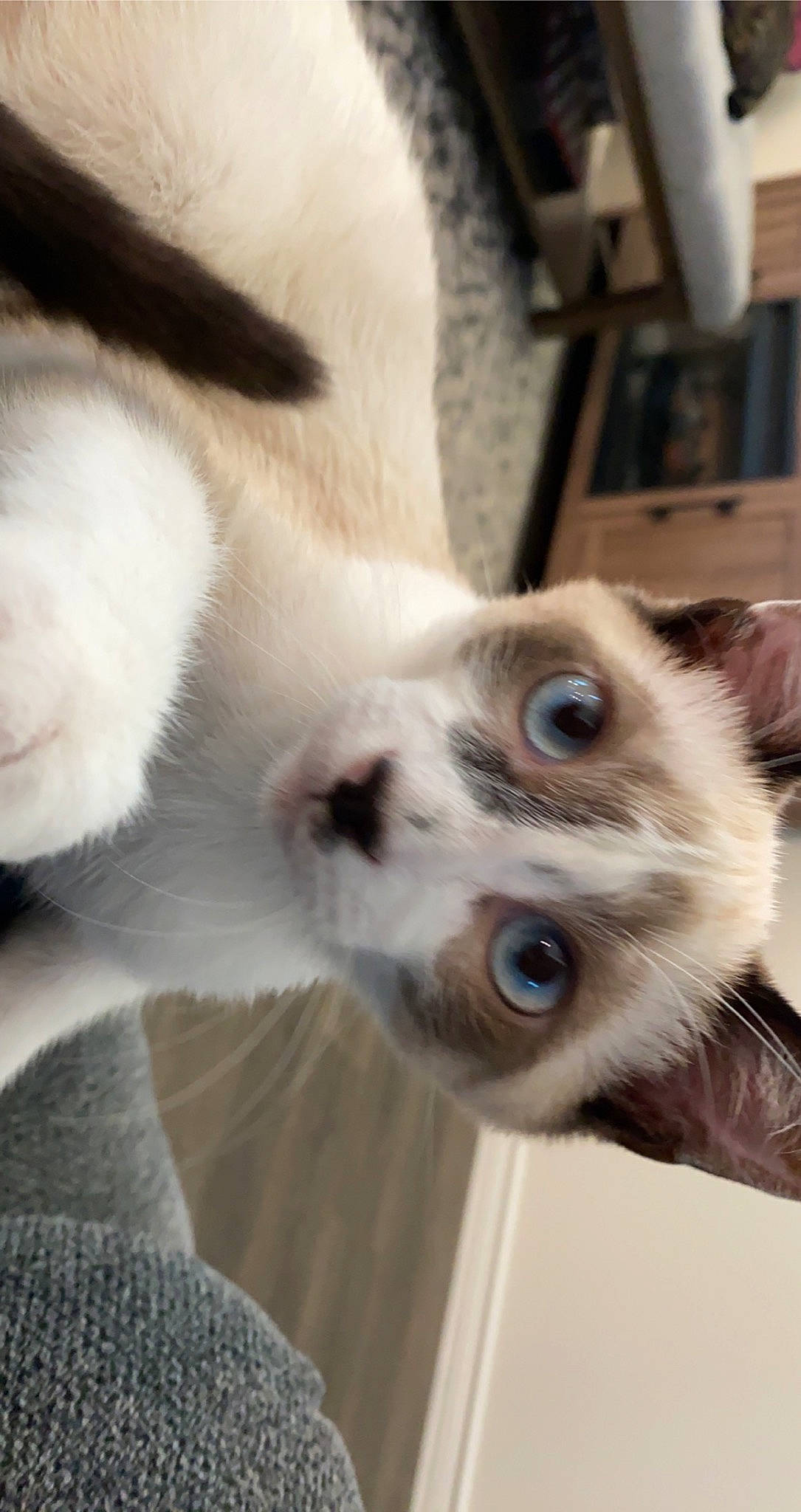 Luca joined the competition — help win amazing prizes! balinese, carnivore, cat, close_up, dog_breed, eyebrow, eyelash, fawn, felidae, fur, head, mammal, paw, siamese, small_to_medium_sized_cats, snout, tail, terrestrial_animal, vertebrate, whiskers