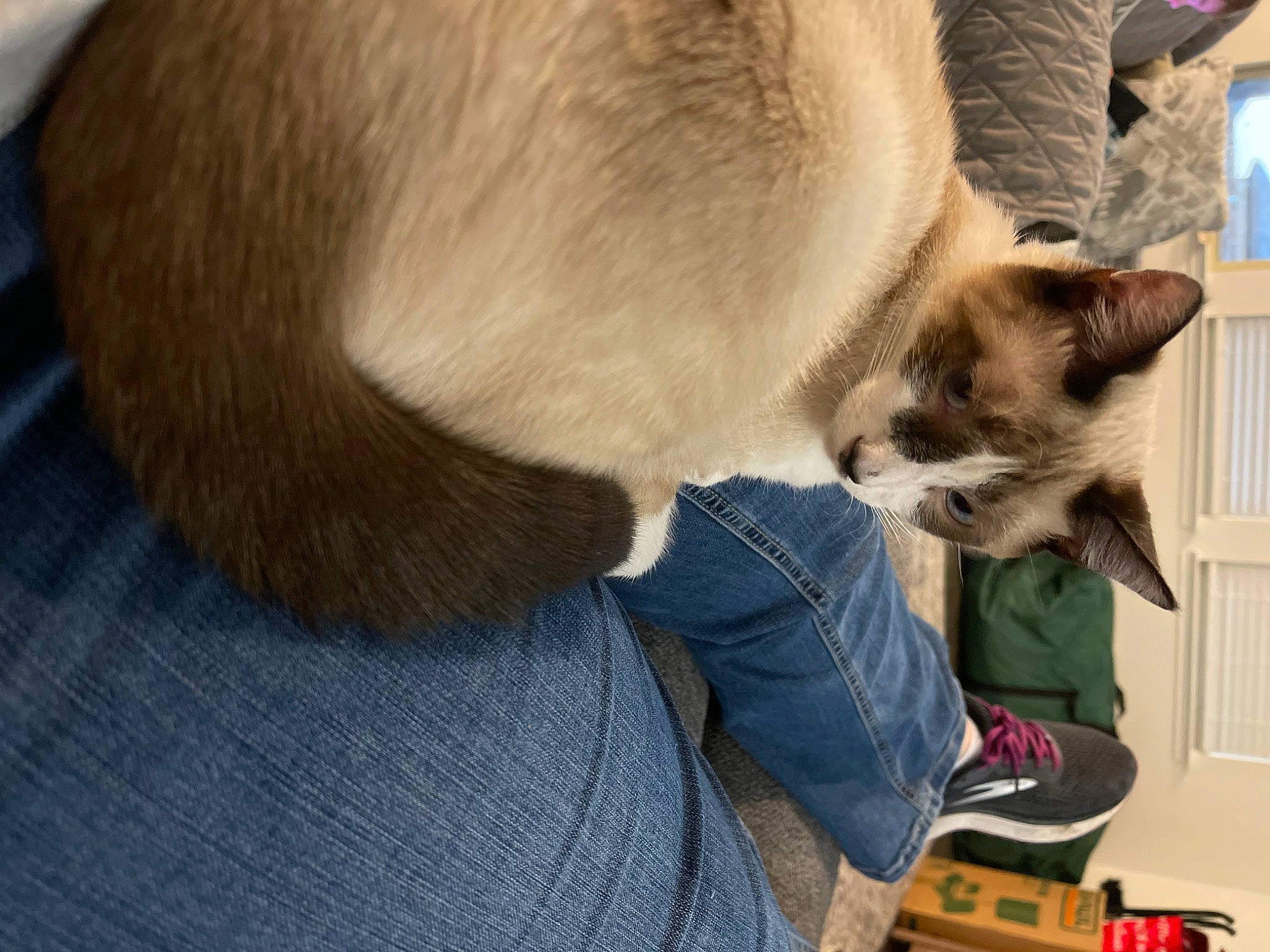 Luca is registered to the contest to win money with this photo: balinese, birman, carnivore, cat, claw, comfort, companion_dog, dog_breed, domestic_short_haired_cat, fawn, felidae, fur, siamese, small_to_medium_sized_cats, snout, sporting_group, tail, thai, whiskers, wood