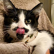 Garry a rejoint le concours — aidez-le/la à gagner de superbes lots ! cat, black_and_white, tongue, licking, mustache_marking, close_up, pet, feline, whiskers, ears, eyes, collar, blanket, cozy, indoor, cute, fur, animal, resting, comfortable