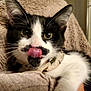 cat, black_and_white, tongue, licking, mustache_marking, close_up, pet, feline, whiskers, ears, eyes, collar, blanket, cozy, indoor, cute, fur, animal, resting, comfortable