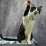 Garry a rejoint le concours — aidez-le/la à gagner de superbes lots ! cat, black_and_white, paw_raised, feather_toy, collar, pet, feline, animal, indoor, blanket, patterned, cute, playful, sitting, portrait, whiskers, tail, fur, close_up, domestic