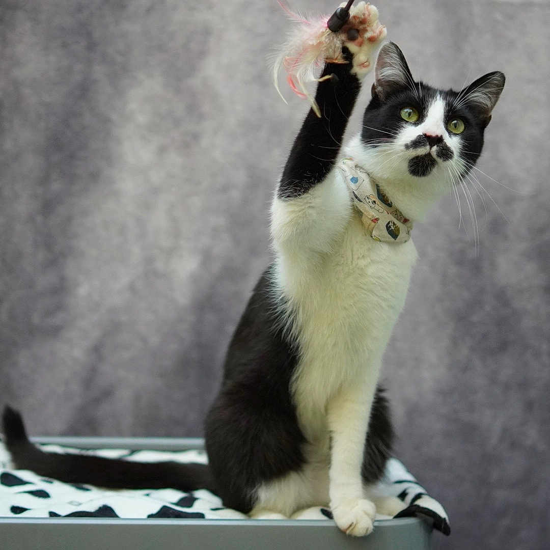 Garry a rejoint le concours — aidez-le/la à gagner de superbes lots ! cat, black_and_white, paw_raised, feather_toy, collar, pet, feline, animal, indoor, blanket, patterned, cute, playful, sitting, portrait, whiskers, tail, fur, close_up, domestic
