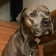 Shot Out is registered to the contest to win money with this photo: alert, animal, brown, calm, canine, closeup, companion, dog, domestic_animal, expression, fur, gray_coat, house, indoor, looking_away, mammal, pet, portrait, stairs, wooden_stairs