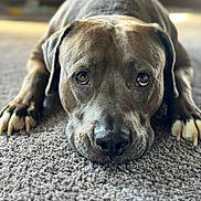 Shot Out is registered to the contest to win money with this photo: dog, pet, carpet, close_up, indoor, lying_down, brown_fur, paws, canine, animal, looking_up, expression, domestic, fur, muzzle, ears, whiskers, floor, soft_light, portrait