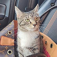 Kitty joined the competition — help win amazing prizes! cat, tabby_cat, handbag, designer_bag, car_interior, car_seat, seatbelt, pet, animal, feline, whiskers, ears, fur, green_eyes, sitting, curious, leather, pattern, close_up, indoor