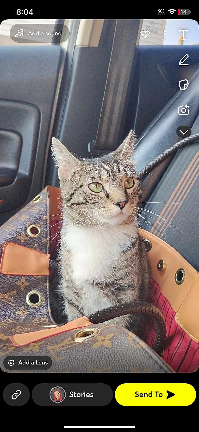 Kitty