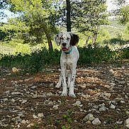Viper a rejoint le concours — aidez-le/la à gagner de superbes lots ! animal, bushes, canine, collar, daylight, dog, forest, greenery, leaves, nature, outdoor, pet, rocks, scenic, spotted, standing, sunlight, tongue_out, trees, young_dog