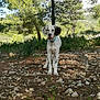 animal, bushes, canine, collar, daylight, dog, forest, greenery, leaves, nature, outdoor, pet, rocks, scenic, spotted, standing, sunlight, tongue_out, trees, young_dog