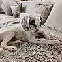 Viper participe au concours pour gagner de l'argent avec cette photo : animal, blanket, brown_spots, couch, cozy, dog, domestic_animal, furniture, home, indoor, laying_down, living_room, pet, pillow, puppy, resting, shaggy_rug, soft_texture, white, young_dog