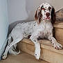 animal, canine, carpet, dog, fur, home, indoor, long_ears, looking, mammal, paw, pet, quiet, relaxed, resting, side_view, spotted_fur, stairs, tail, white_fur