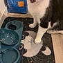 cat, black_and_white, pet, food_bowl, cat_food, mat, fur, floor, indoor, curious, wide_eyes, meowing, animal, domestic, kitten, whiskers, pink_nose, feline, playful, feeding_area