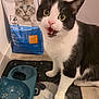 cat, black_and_white, food_bowl, cat_food, bag, floor, mat, indoor, pet, animal, surprised, wide_eyes, open_mouth, whiskers, fur, paw, feeding_area, domestic, cute, curious