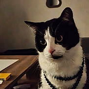 Gringo a rejoint le concours — aidez-le/la à gagner de superbes lots ! accessory, beads, cat, close_up, domestic_animal, ears, eyes, fur, furniture, indoor, living_room, low_light, necklace, nose, pet, portrait, sitting, table, tuxedo_cat, whiskers