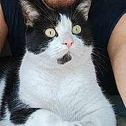 Gringo participe au concours pour gagner de l'argent avec cette photo : arms, beard, black_and_white_cat, cat, close_up, companion, face, friendship, fur, indoor, man, paws, pet, pink_nose, portrait, relaxed, sleeveless_shirt, smiling, whiskers, yellow_eyes