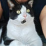 arms, beard, black_and_white_cat, cat, close_up, companion, face, friendship, fur, indoor, man, paws, pet, pink_nose, portrait, relaxed, sleeveless_shirt, smiling, whiskers, yellow_eyes