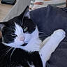 Gringo participe au concours pour gagner de l'argent avec cette photo : cat, black_and_white, bicolor, pet, feline, animal, face, eyes, whiskers, pink_nose, white_fur, black_fur, paws, lying_down, relaxed, couch, lap, blanket, indoors, portrait