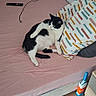 Gringo a rejoint le concours — aidez-le/la à gagner de superbes lots ! cat, black_and_white, bed, bedroom, pink_bedding, pillow, patterned_pillow, relaxed, lying_down, indoor, home, bedroom_furniture, remote_control, toothbrush, wooden_floor, curtain, wall, electrical_outlet, pet, photography