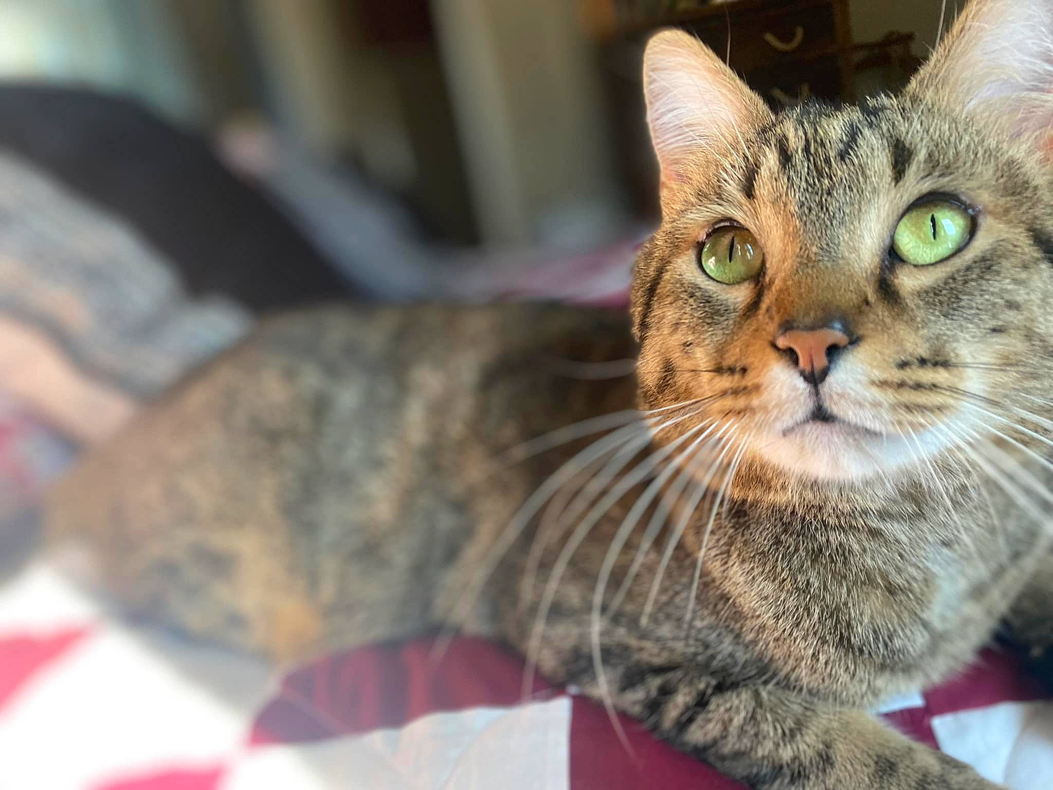 Gideon joined the competition — help win amazing prizes! carnivore, cat, claw, domestic_short_haired_cat, felidae, fur, small_to_medium_sized_cats, snout, terrestrial_animal, whiskers, wildlife