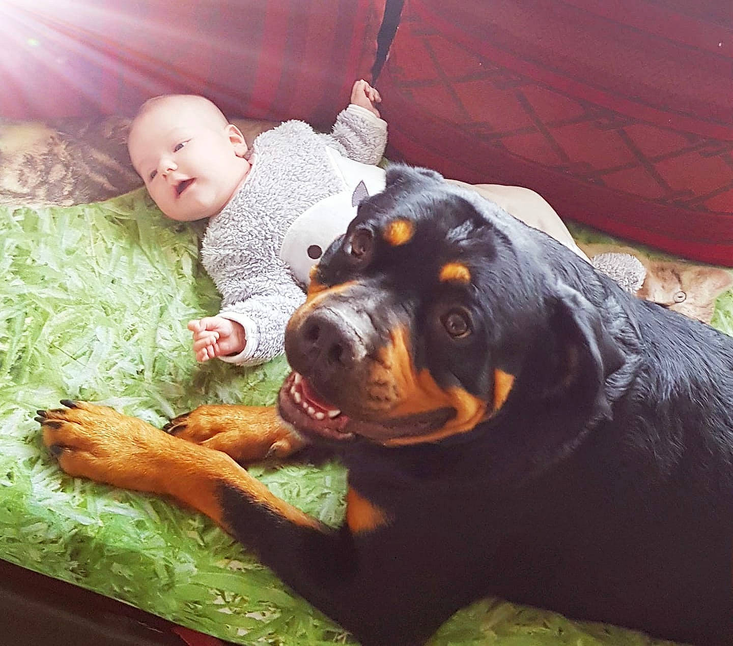 Arsenal a rejoint le concours — aidez-le/la à gagner de superbes lots ! carnivoran, dog, dog_breed, dog_like_mammal, mammal, person, puppy, rottweiler, snout, vertebrate