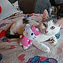 cat, kitten, pet, plush_toy, hello_kitty, blanket, sofa, indoor, cozy, cute, white_cat, gray_cat, feline, resting, paw, toy, home, relaxed, animal, domestic_cat
