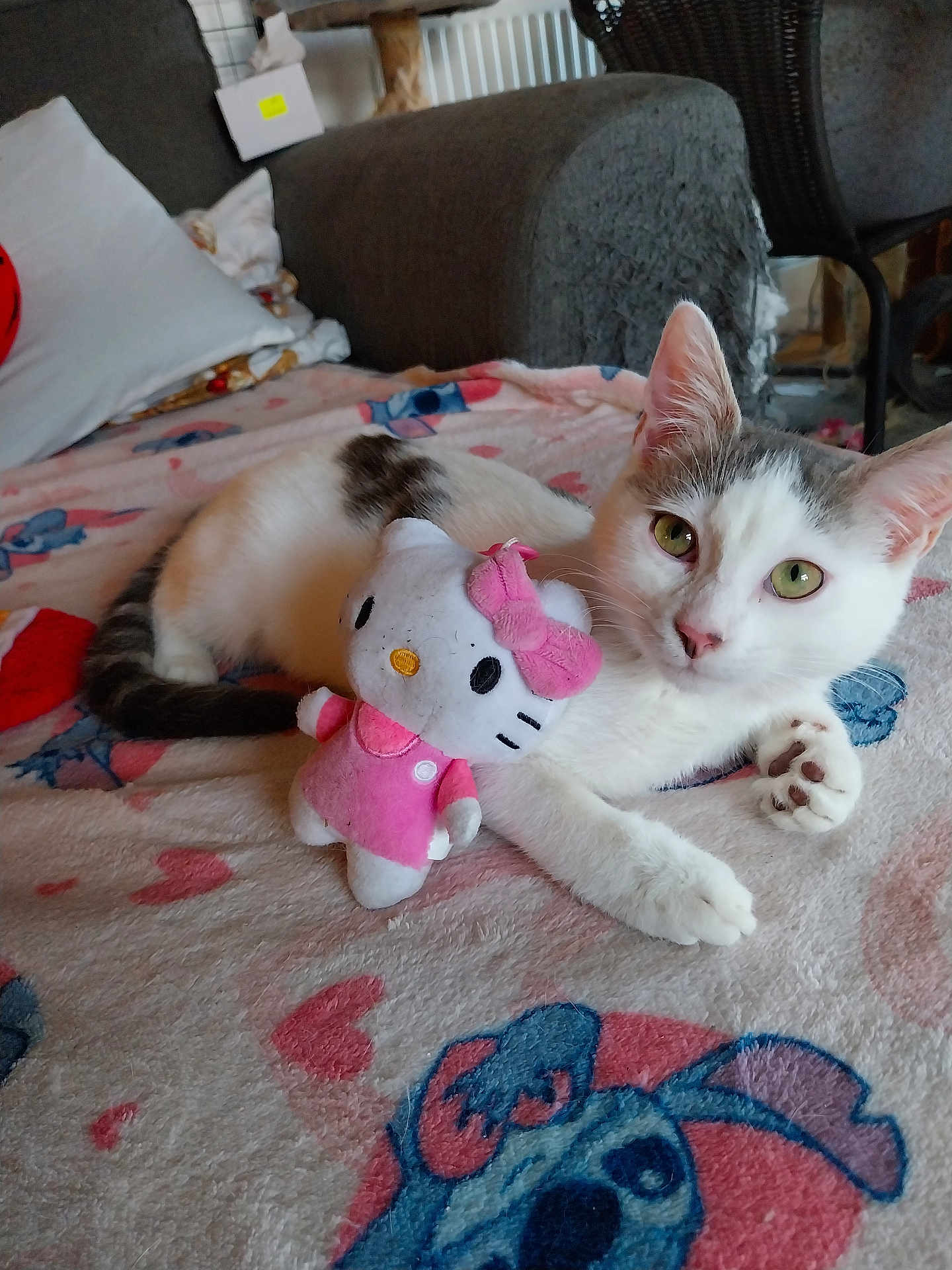 Marble a rejoint le concours — aidez-le/la à gagner de superbes lots ! cat, kitten, pet, plush_toy, hello_kitty, blanket, sofa, indoor, cozy, cute, white_cat, gray_cat, feline, resting, paw, toy, home, relaxed, animal, domestic_cat