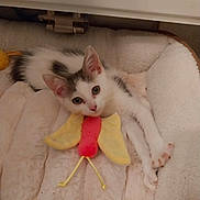 Marbel a rejoint le concours — aidez-le/la à gagner de superbes lots ! kitten, cat, toy, plush_bed, white, gray, pet, cute, animal, feline, indoor, resting, soft, cozy, paw, fur, young, playful, comfort, curious
