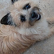 Happy a rejoint le concours — aidez-le/la à gagner de superbes lots ! animal, canine, closeup, concrete, cute, dog, ears, eyes, friendly, fur, looking_up, lying_down, mammal, outdoor, pet, playful, scruffy, small_dog, smiling, teeth