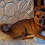 dog, small_dog, brown_dog, pet, animal, indoor, cushion, furniture, relaxed, looking_at_camera, ears_up, red_harness, lying_down, cozy, wooden_furniture, home, companion, cute, domestic_animal, portrait