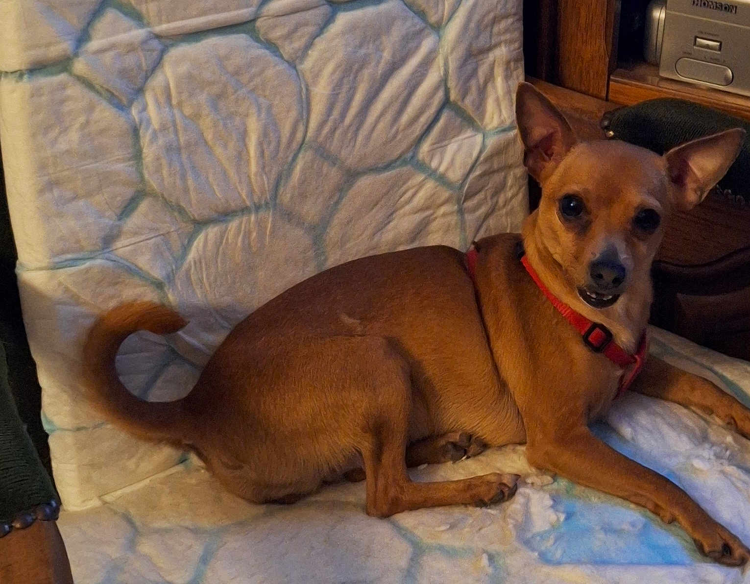 Rubis a rejoint le concours — aidez-le/la à gagner de superbes lots ! dog, small_dog, brown_dog, pet, animal, indoor, cushion, furniture, relaxed, looking_at_camera, ears_up, red_harness, lying_down, cozy, wooden_furniture, home, companion, cute, domestic_animal, portrait