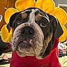 bulldog, dog, pet, costume, flower_headpiece, red_clothing, indoor, closeup, face, animal, cute, portrait, furry, expression, household, background, soft_lighting, cozy, domestic, companion