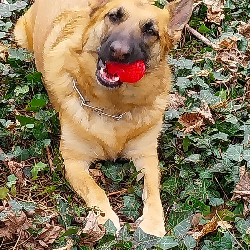 Lilou participe au concours pour gagner de l'argent avec cette photo : accessories, animal, bodypart, bulldog, canine, collar, dog, flower, germanshepherd, grass, herbal, ivy, leaf, mouth, person, pet, plant, puppy, tree, vegetation