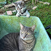 Toby joined the competition — help win amazing prizes! cat, kitten, wheelbarrow, outdoor, greenery, garden, curious, gray_cat, tabby_cat, pet, animal, nature, playful, feline, grass, plants, relaxed, daylight, ears, whiskers