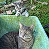 cat, kitten, wheelbarrow, outdoor, greenery, garden, curious, gray_cat, tabby_cat, pet, animal, nature, playful, feline, grass, plants, relaxed, daylight, ears, whiskers