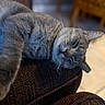 cat, gray_cat, sleeping, feline, pet, indoor, cozy, resting, fur, whiskers, close_up, blurred_background, soft_light, relaxed, animal, mammal, domestic_cat, texture, fabric, home