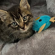 Simba participe au concours pour gagner de l'argent avec cette photo : animal, cat, close_up, cozy, curious, cute, feline, fish_toy, furry, gray, indoor, kitten, pet, plush_bed, resting, soft, tabby, toy, whiskers, young