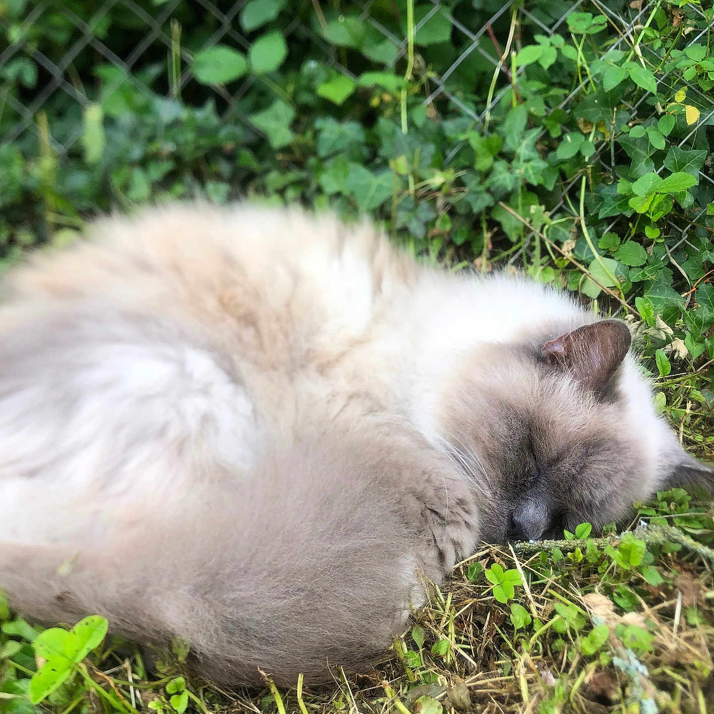 Chipeur a rejoint le concours — aidez-le/la à gagner de superbes lots ! angora, animal, backyard, cat, grass, green, herbal, herbs, kitten, lawn, nature, outdoors, person, pet, plant, siamese, sleeping, soil, vegetation, yard