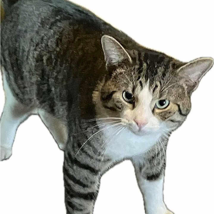 Gemini is registered to the contest to win money with this photo: abyssinian, angora, animal, cat, egyptiancat, kitten, manx, pet, snout