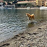 dog, water, shore, pebbles, landscape, buildings, hill, sky, clouds, outdoor, animal, nature, riverbank, walking, daytime, canine, calm, scenery, travel, leash