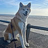 dog, animal, pet, beach, sea, sky, clouds, concrete, leash, sitting, outdoor, sunlight, happy, canine, nature, walk, fence, daytime, fur, smiling