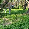 dog, animal, pet, grass, tree, branch, outdoor, nature, sunlight, greenery, leaves, fence, canine, park, playful, daytime, fur, harness, garden, wood