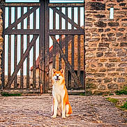 Vaika participe au concours pour gagner de l'argent avec cette photo : dog, animal, pet, outdoor, cobblestone, gate, wooden_gate, stone_wall, architecture, nature, greenery, path, sitting, guard, canine, fur, portrait, daylight, vintage, rustic